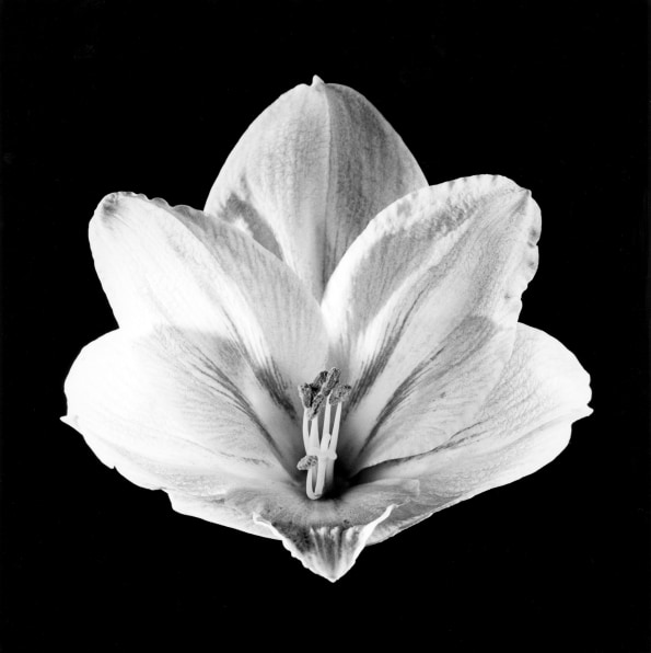 Large flower with five petals against black background.
