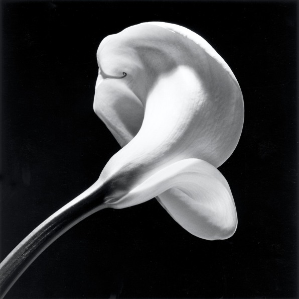 Calla lily in center of frame on a diagonal stem, facing away from camera.