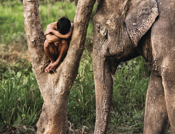Steve McCurry Elephant in Thailand