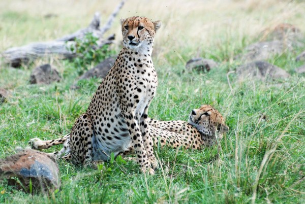 Updates by the Mara Predator Conservation Programme on cheetahs in the Greater Mara Ecosystem