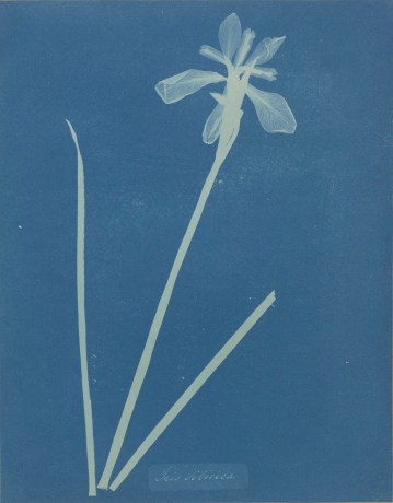 Anna Atkins: Botanical Illustration and Photographic Innovation