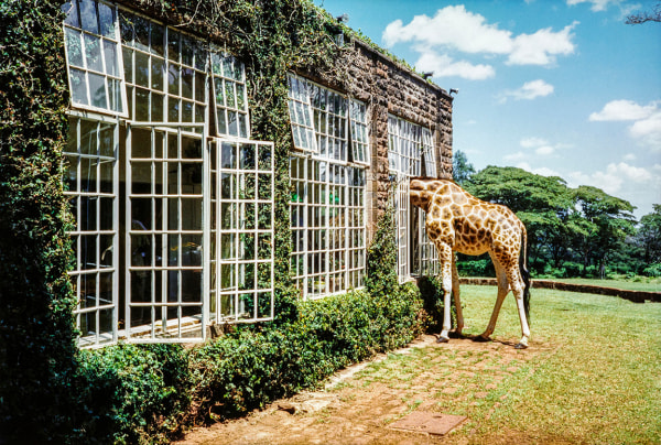 Arthur Elgort, Rubbernecking, Giraffe Manor, Kenya, VOGUE, 2007