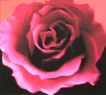 Lillian Bassman, Flower 4 (Hot-Pink Rose), 2006