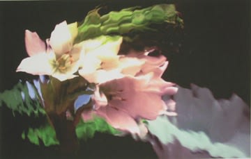 Lillian Bassman, Flower 17 (Pale Pink Blossoms), 2006