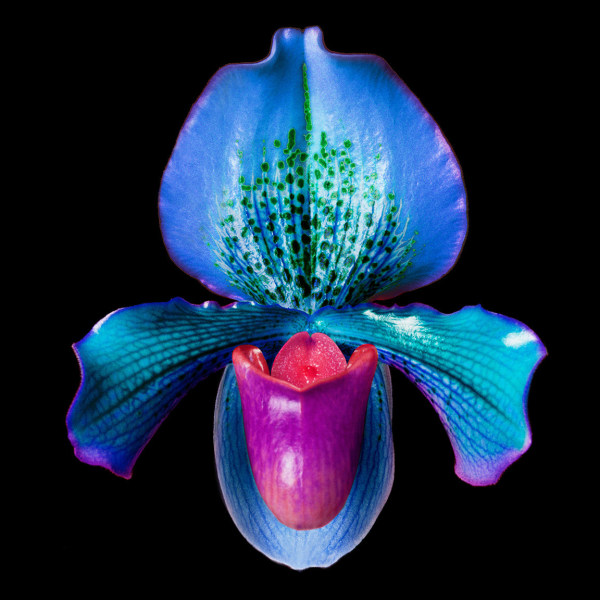 Howard Schatz, Slipper Orchid