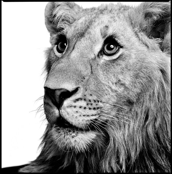 Patrick Demarchelier, Lion, 1997