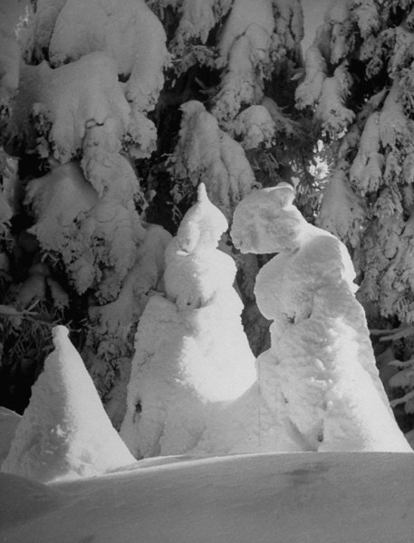 Alfred Eisenstaedt,  Evergreen trees at 51 degrees fahrenheit, Mt. Tremblant, Canada, 1944
