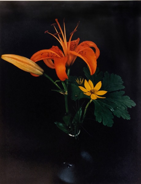 Horst P. Horst, Day-Lily and Coreopsis