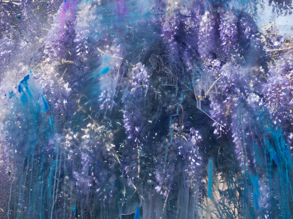 Denis Piel, Wisteria Sinensis, Ch&acirc;teau de Padi&egrave;s, France, 2023