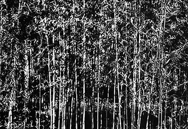 Erica Lennard, Bamboo, East Hampton, 2000