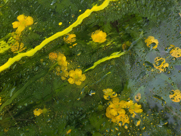 Denis Piel, Buttercups (2), Ch&acirc;teau de Padi&egrave;s, France, 2023