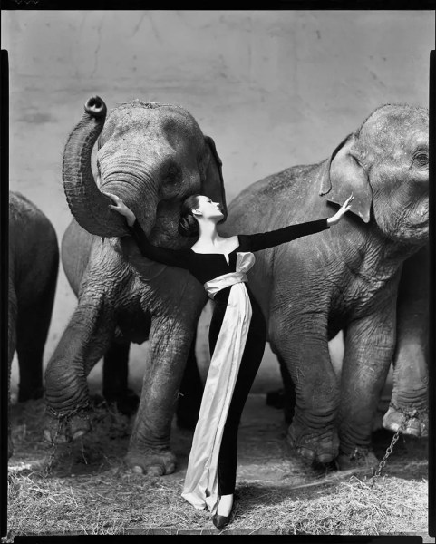 Richard Avedon&nbsp;, Dovima with Elephants, Christian Dior, Paris, 1955