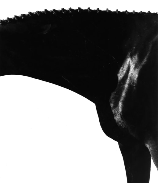 Steven Klein, Horse Neck II, 1995