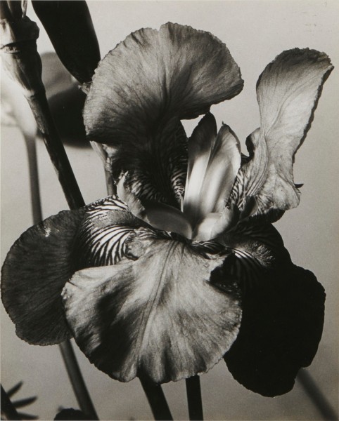 Man Ray&nbsp;, Black and White Irises, 1926