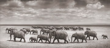 Nick Brandt, Elephant Herds Crossing Lake Bed in Sun, Amboseli, 2007