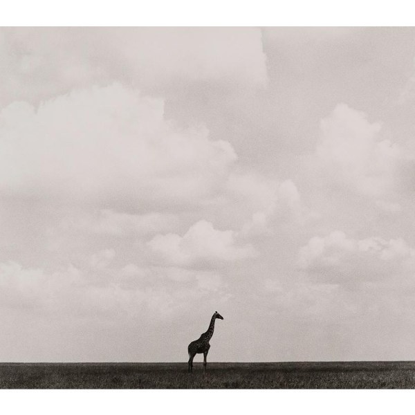 Herb Ritts, Giraffe, Serengeti Plains, 1993