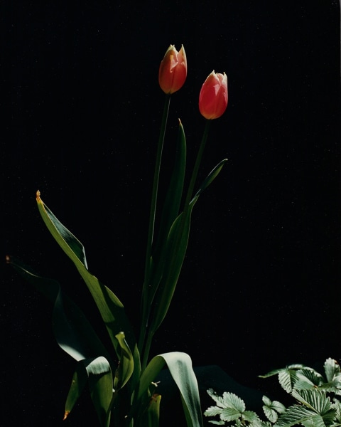 Horst, Tulips, c. 1985