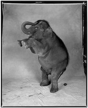 Patrick Demarchelier Elephant, New York, 199