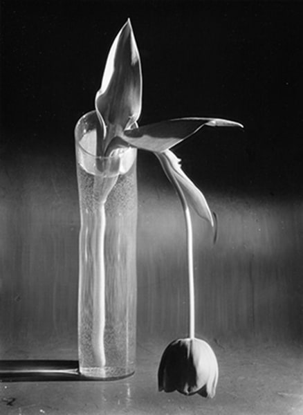 Andre Kertesz, Melancholic Tulip, New York, 1939