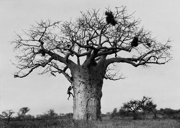 Herb Ritts, Dorobo Tribesmen Gathering Honey From Giant Baobab, 1993