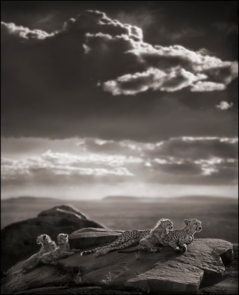 Nick Brandt, Cheetah and Cubs Lying on Rock, Serengeti, 2007