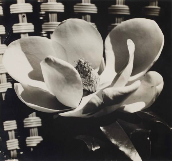 Man Ray, Magnolia Blossom, 1925