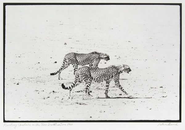 Peter Beard, Hunting Cheetahs on the Taru Desert, June, 1960