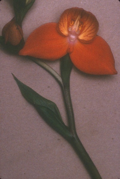 Sheila Metzner, From Life (Orange orchid with green stem), 2000