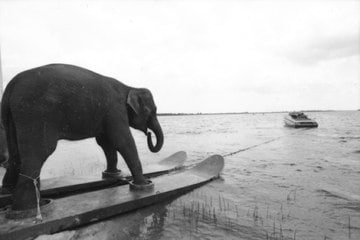 Mary Ellen Mark, A stunt elephant, Honky Tonk Freeway, Sarasota, Florida, 1980