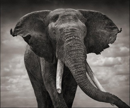 Nick Brandt, Elephant with Tattered Ears, Amboseli, 2008