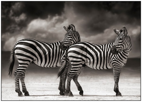 Nick Brandt, Portrait of Two Zebras Turning Heads, Ngorongoro Crater, 2005