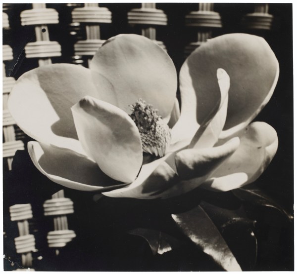Man Ray&nbsp;, Magnolia, 1926&nbsp;