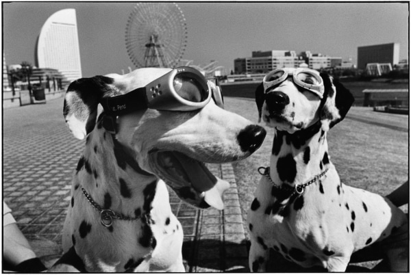 Elliott Erwitt, Yokohama, Japan, 2003