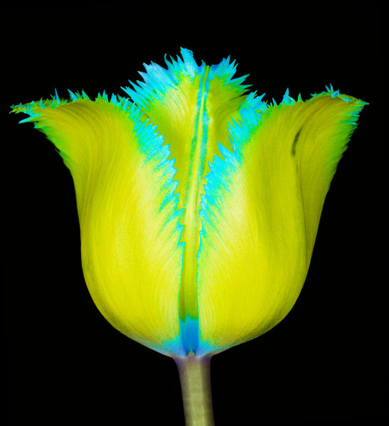 Howard Schatz, Fringed Beauty Tulip