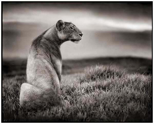 Nick Brandt, Lioness In Crater, Ngorongoro Crater, 2000