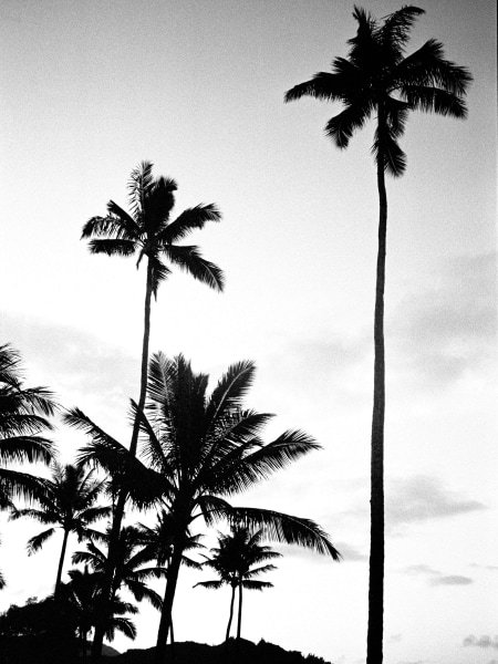 Sophie Elgort, Kauai Palms I, Kauai, 2019