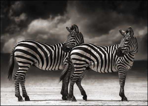 Nick Brandt, Zebras Turning Heads, Ngorongoro Crater, 2005