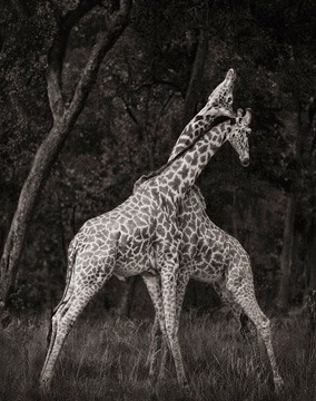 Nick Brandt, Giraffes Battling in Forest, Maasai Mara, 2008