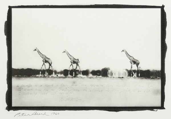 Peter Beard, Giraffes in Mirage on the Taru Desert, 1960
