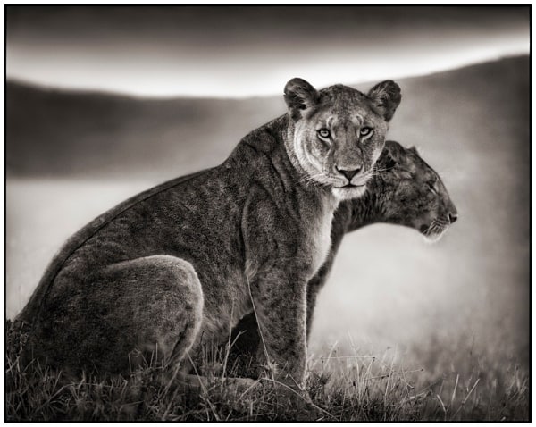 Nick Brandt, Sitting Lionesses, Serengeti, 2002