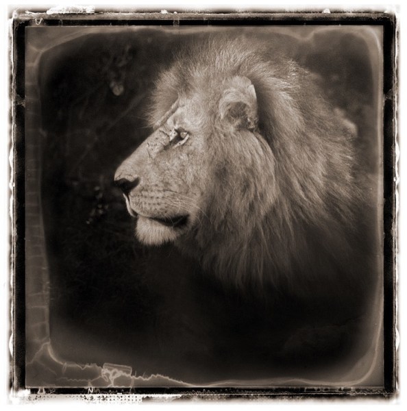 Nick Brandt, Portrait of Lion, Serengeti, 2000