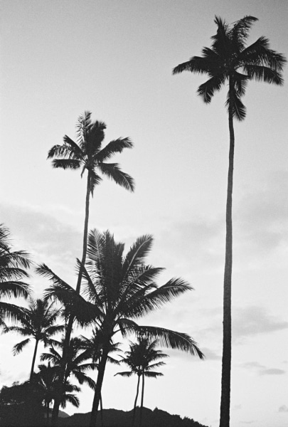 Sophie Elgort, Black and White Palm Trees, Kauai