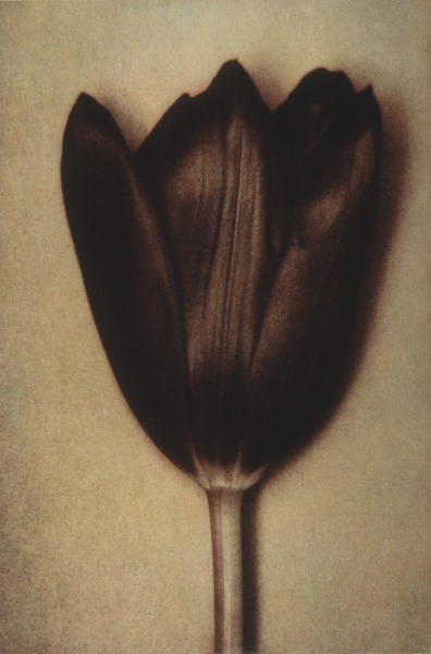 Sheila Metzner, Black Tulip. 1998