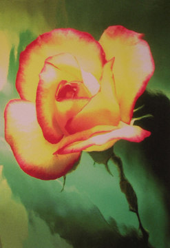 Lillian Bassman, Flower 21 (Yellow and Pink Rose), 2006