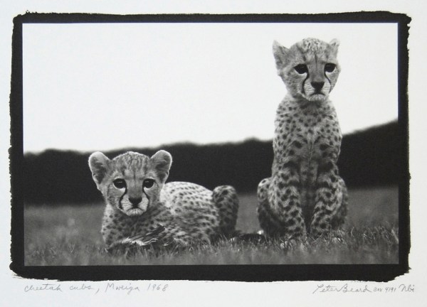 Peter Beard Studio, Orphaned Cheetah Cubs, Mweiga, near Nyeri, Kenya, 1968