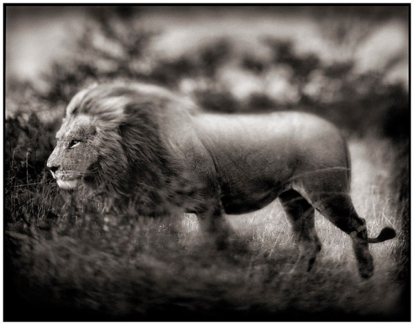 Nick Brandt, Windswept Lion, Serengeti, 2002