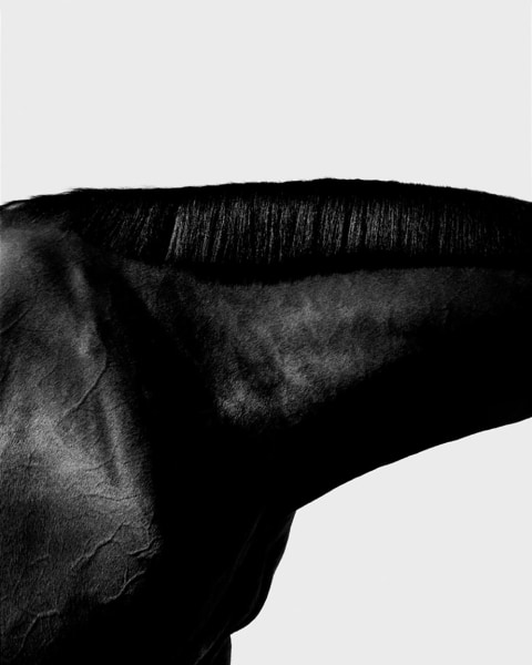 Steven Klein, Horse Neck IV, 1995