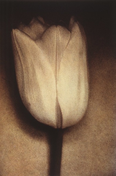 Sheila Metzner, White Tulip. 1998