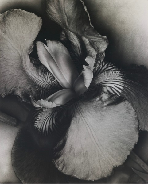 Man Ray, Iris. 1926