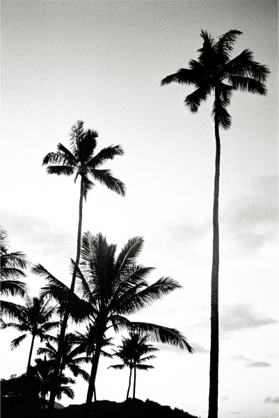 Sophie Elgort, Kauai Palms I, Kauai, 2019